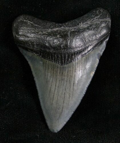 Megalodon Tooth - Peace River, Florida #7314